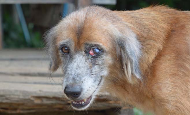 Gözünden yaralanan köpek Gözünden yaralanan köpek
