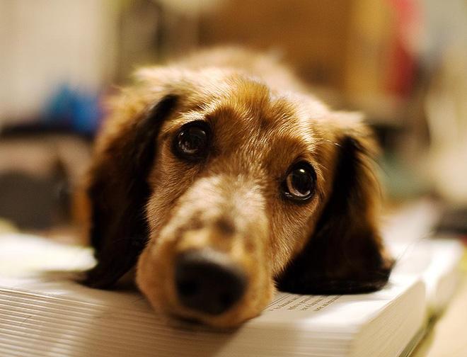 Köpeğin Acıktığını Nasıl Anlarız