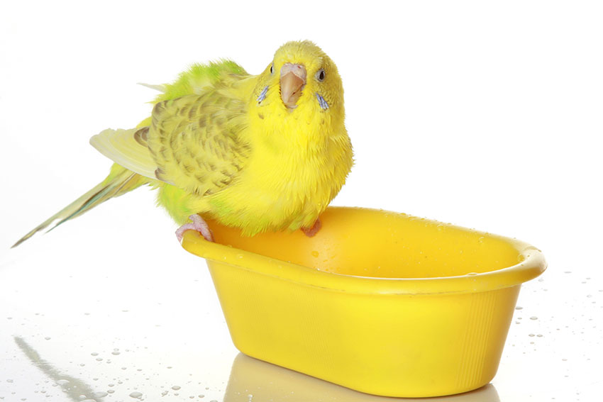 Muhabbet Kuşuna Banyo Nasıl Yaptırılır