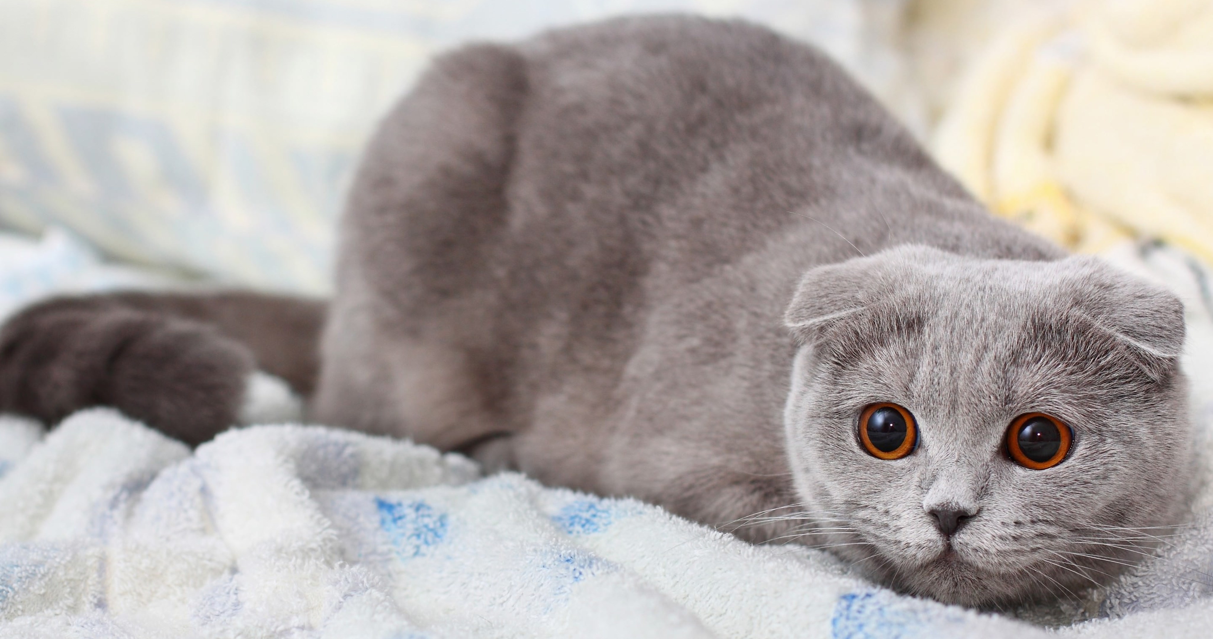 Scottish Fold Bakımı Nasıl Yapılır