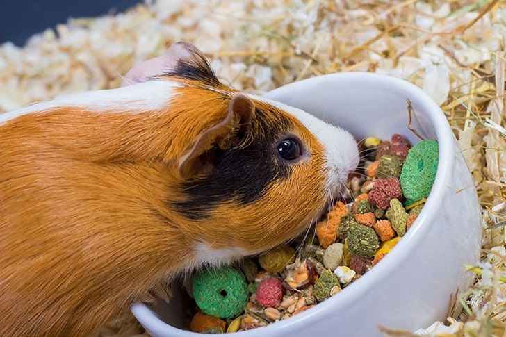 Guinea Pig Neler Yer