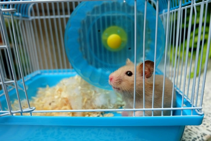 Hamster Bakımı Nasıl Yapılır