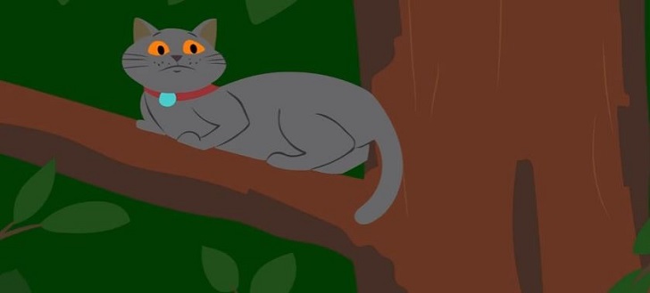 Kayıp Kedi Nasıl Bulunur
