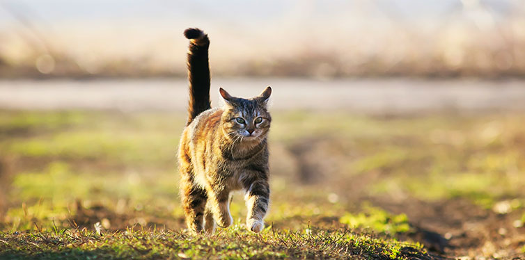 Kedi ile Nasıl İletişim Kurulur