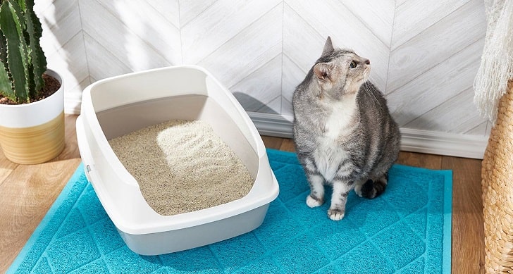 Kedi Kumu Kokusu Nasıl Giderilir (Kedi Kum Kabı Tipi Önemli mi)