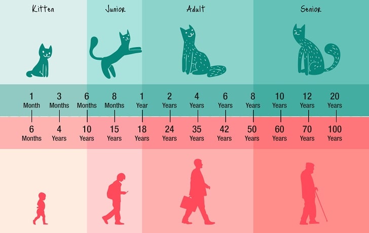 Kedi Yaşı İnsan Yaşına Göre Nasıl Hesaplanır?