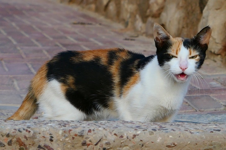 Kızgınlık Dönemindeki Dişi Kedi Nasıl Sakinleştirilir (Belirtiler) Kızgınlık Dönemindeki Dişi Kedi Nasıl Sakinleştirilir (Belirtiler)