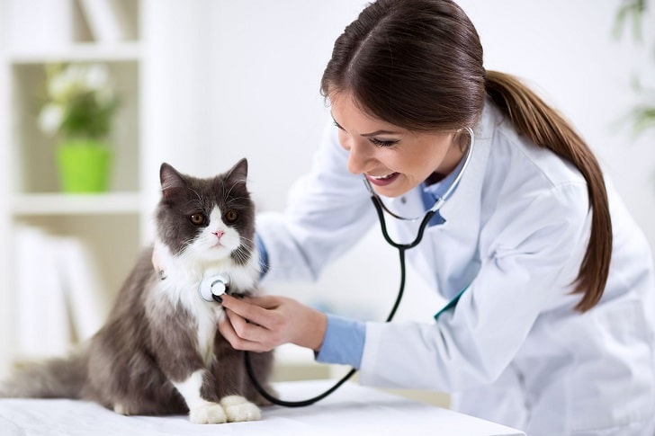 Kör Kedi Bakımı Nasıl Yapılır