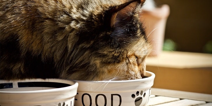 Kedi Nasıl Yetiştirilir